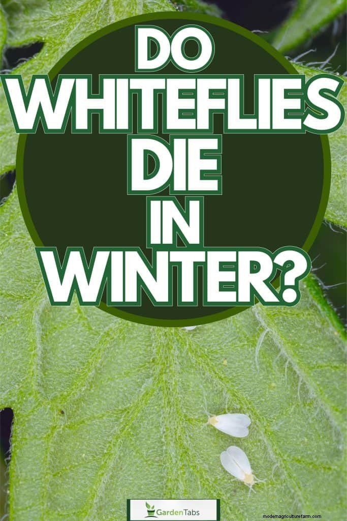 Whitefly Winter Survival: Do They Die in Cold Weather?