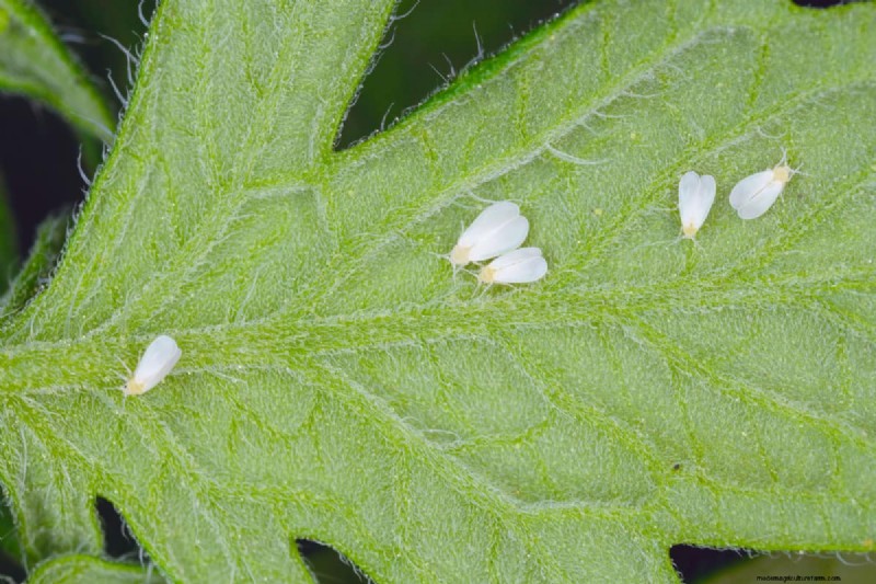Whitefly Winter Survival: Do They Die in Cold Weather?