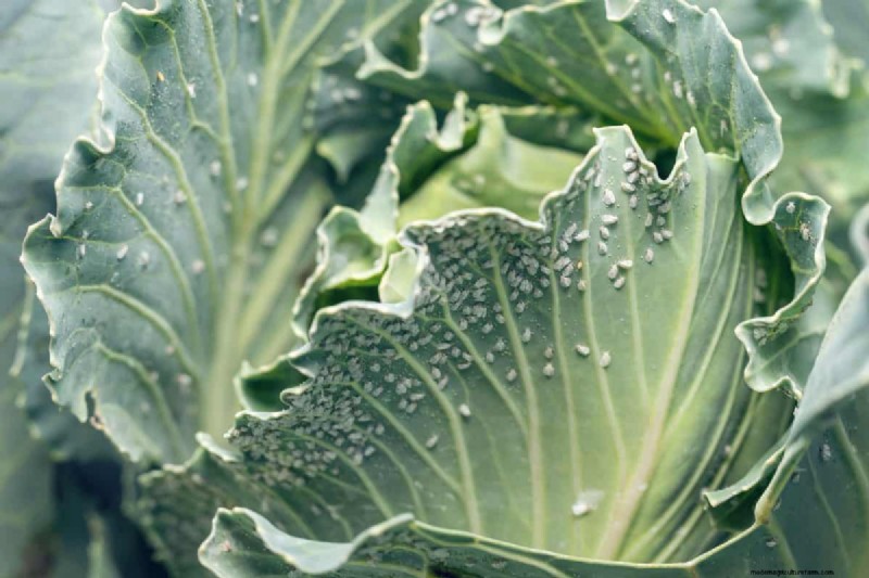 Whitefly Winter Survival: Do They Die in Cold Weather?