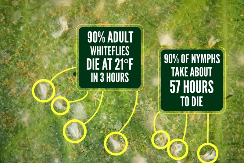 Whitefly Winter Survival: Do They Die in Cold Weather?
