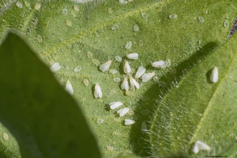 Whitefly Winter Survival: Do They Die in Cold Weather?