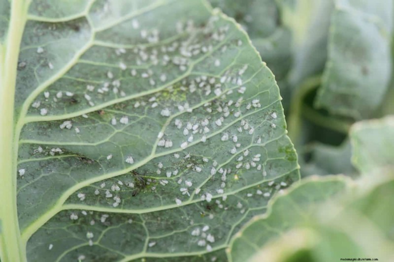 Whitefly Winter Survival: Do They Die in Cold Weather?