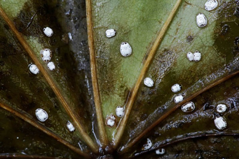 Whitefly Winter Survival: Do They Die in Cold Weather?