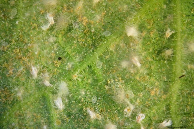 Whitefly Winter Survival: Do They Die in Cold Weather?