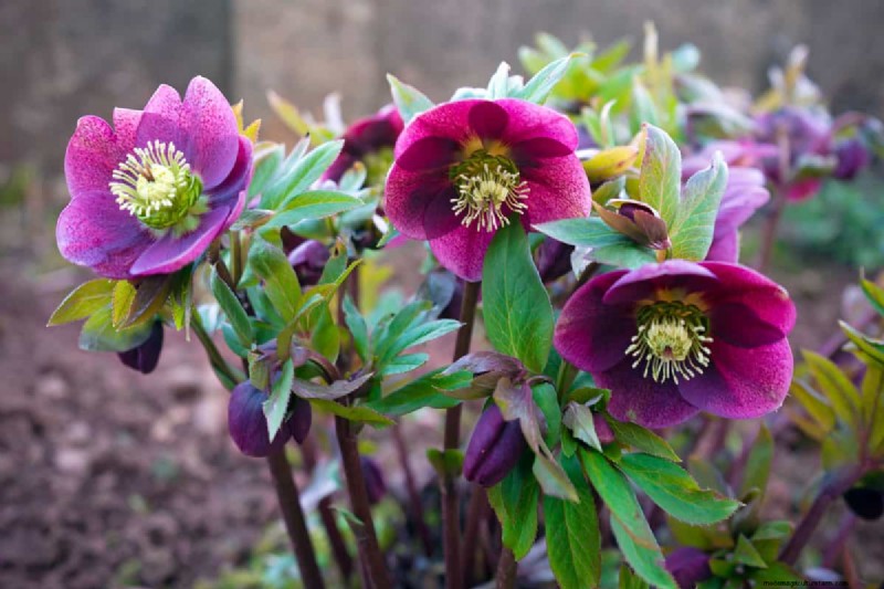 Hellebores: Are They Invasive? Understanding Hellebore Spread