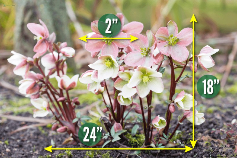 Hellebores: Are They Invasive? Understanding Hellebore Spread