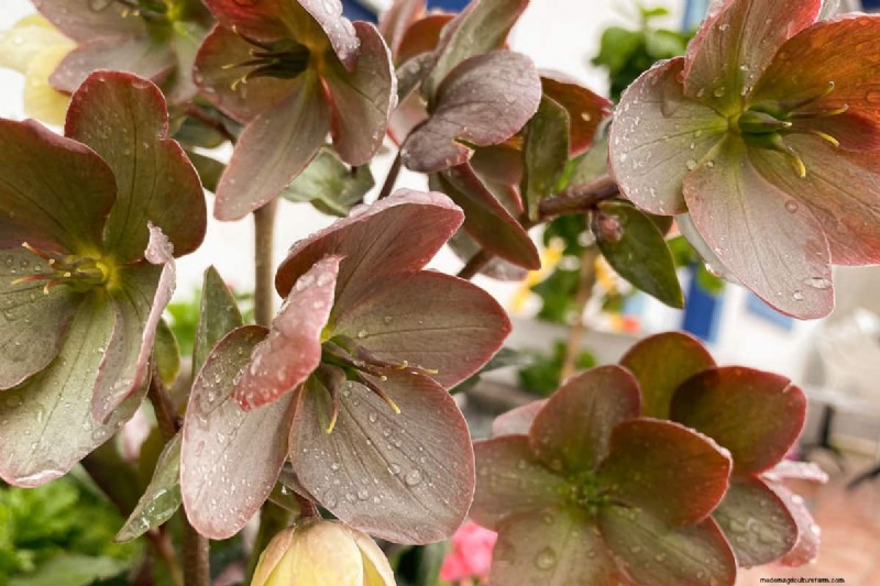 Hellebores: Are They Invasive? Understanding Hellebore Spread