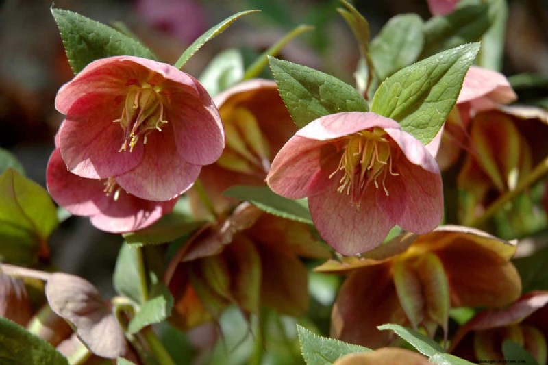 Hellebores: Are They Invasive? Understanding Hellebore Spread