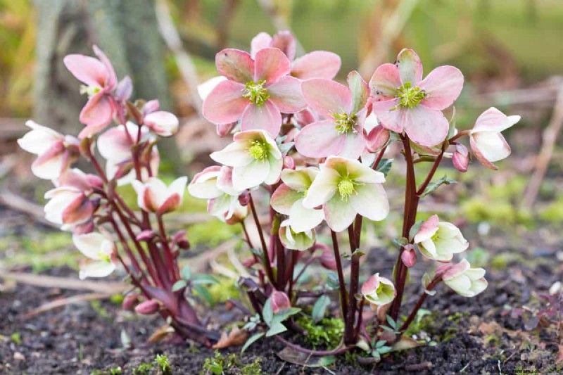 Hellebores: Are They Invasive? Understanding Hellebore Spread