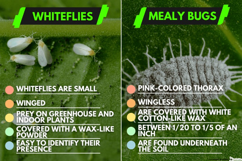 Whitefly vs. Mealybug: Identification & Control
