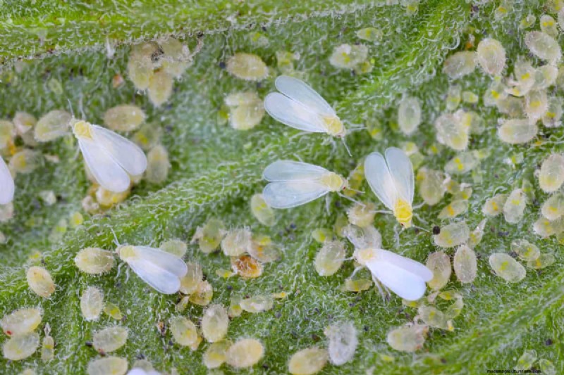 Whitefly vs. Mealybug: Identification & Control