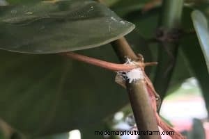 Whitefly vs. Mealybug: Identification & Control
