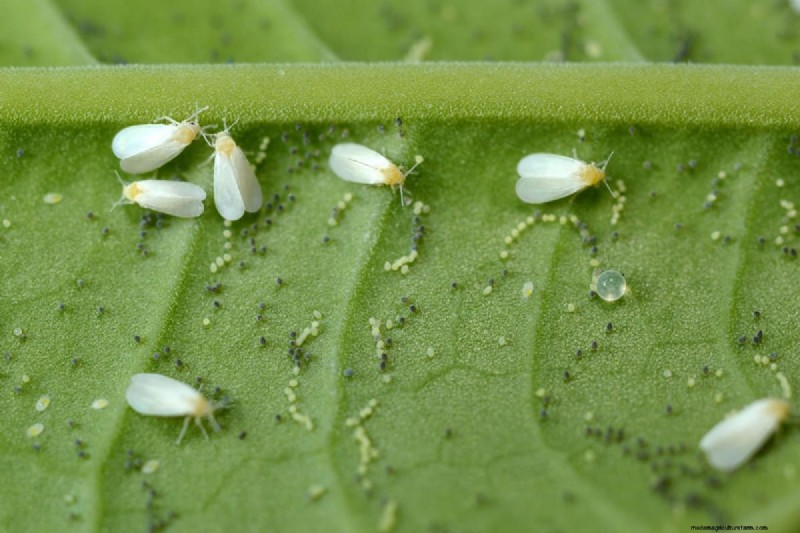 Whitefly vs. Mealybug: Identification & Control