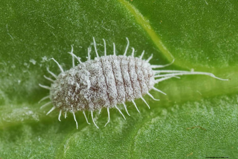 Whitefly vs. Mealybug: Identification & Control