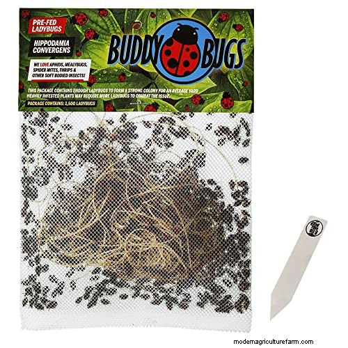 Whitefly vs. Mealybug: Identification & Control