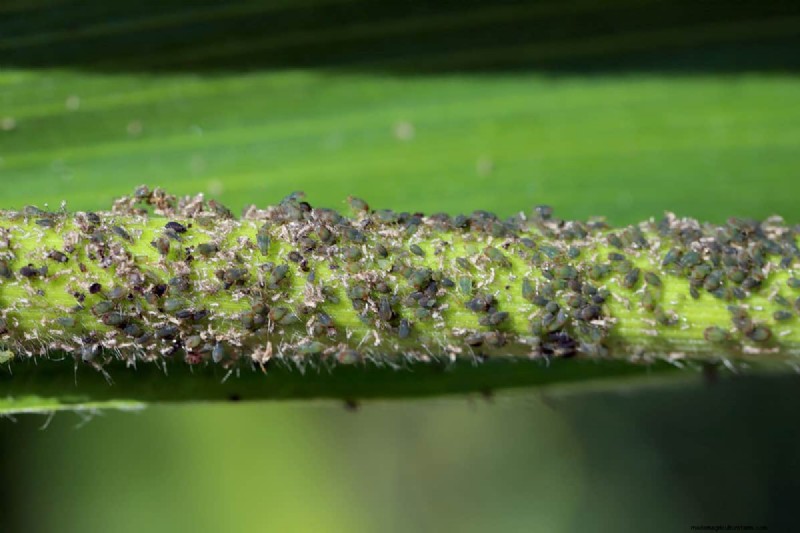 Whitefly vs. Mealybug: Identification & Control