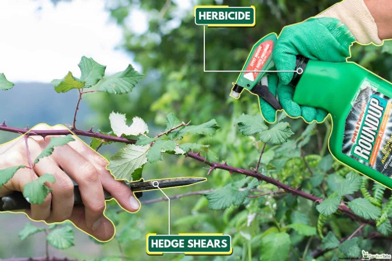 Effective Bramble Removal Without Digging: A Guide