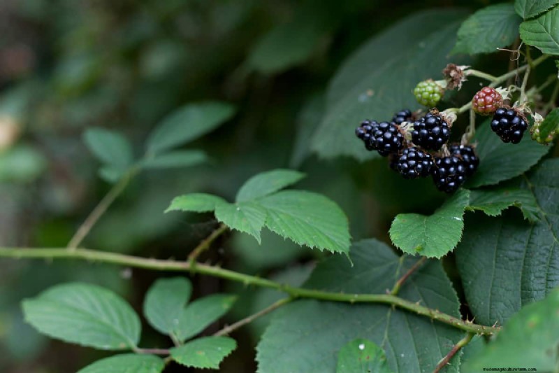 Effective Bramble Removal Without Digging: A Guide