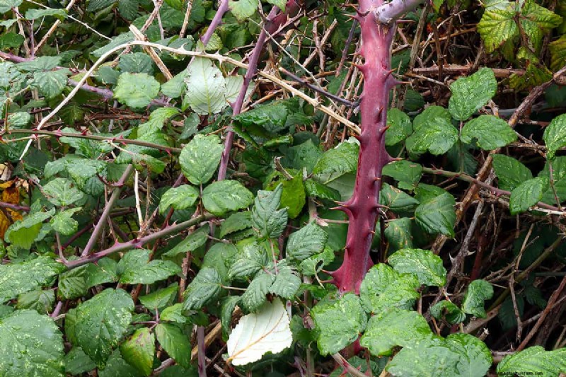 Effective Bramble Removal Without Digging: A Guide