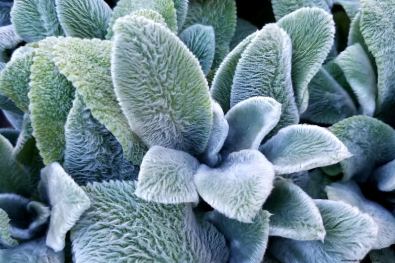 Winter Care for Lamb s Ear: A Comprehensive Guide