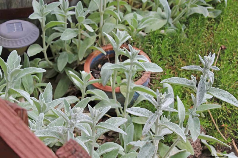 Winter Care for Lamb s Ear: A Comprehensive Guide
