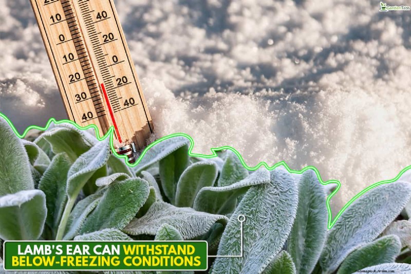 Winter Care for Lamb s Ear: A Comprehensive Guide