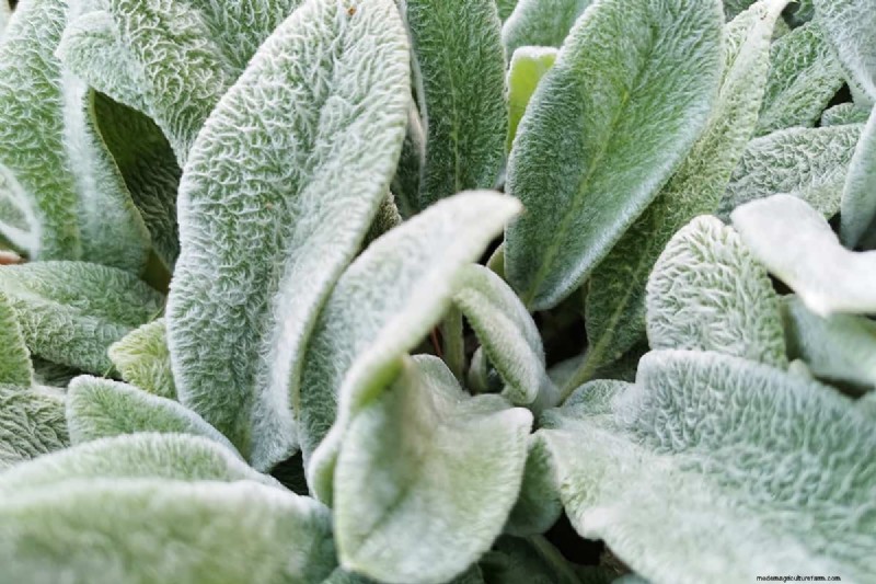 Winter Care for Lamb s Ear: A Comprehensive Guide