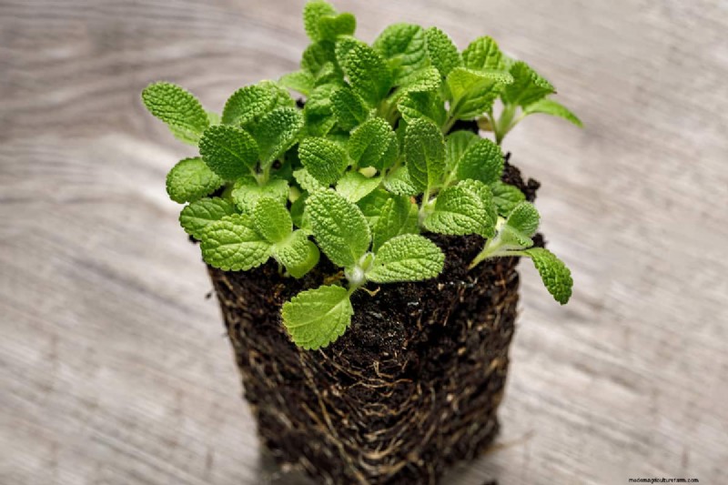 Winter Care for Lamb s Ear: A Comprehensive Guide