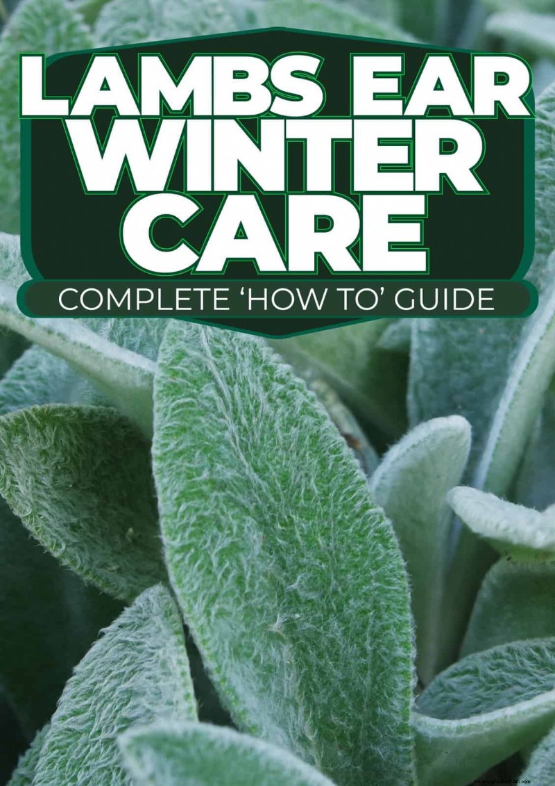 Winter Care for Lamb s Ear: A Comprehensive Guide