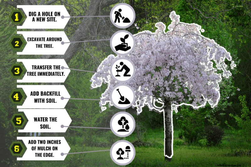 Safely Transplanting a Weeping Cherry Tree: A Step-by-Step Guide