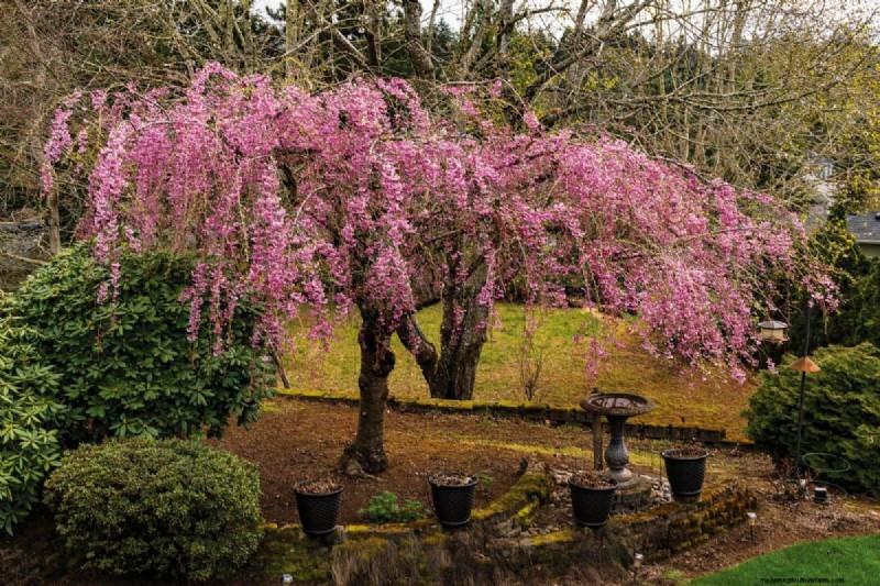Safely Transplanting a Weeping Cherry Tree: A Step-by-Step Guide