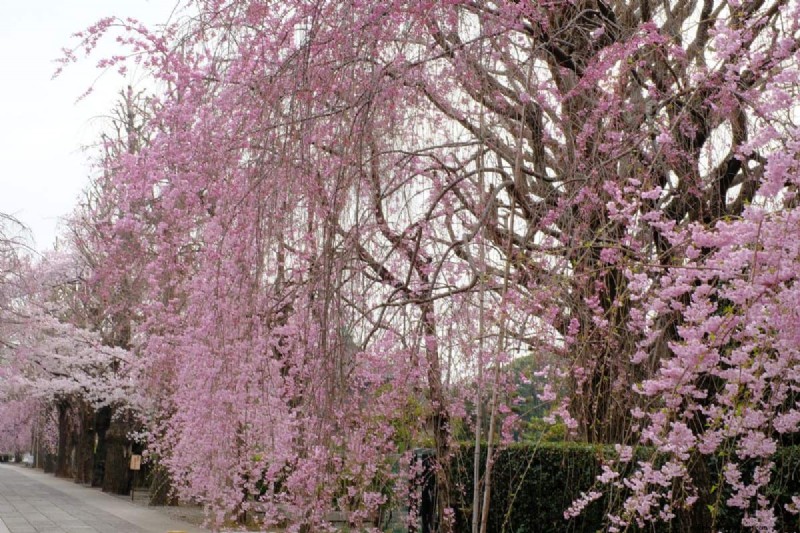 Safely Transplanting a Weeping Cherry Tree: A Step-by-Step Guide