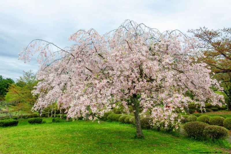 Safely Transplanting a Weeping Cherry Tree: A Step-by-Step Guide