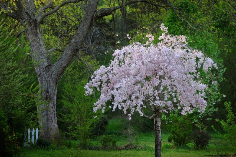 Safely Transplanting a Weeping Cherry Tree: A Step-by-Step Guide