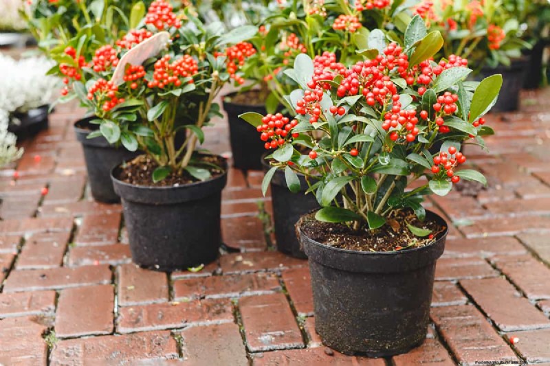 Skimmia Spacing: Optimal Distance for Healthy Growth & Berries