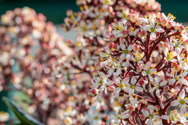 Skimmia Spacing: Optimal Distance for Healthy Growth & Berries