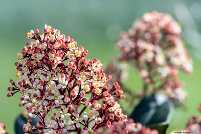 Skimmia Spacing: Optimal Distance for Healthy Growth & Berries