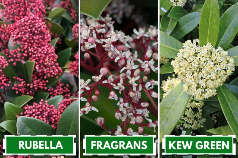 Skimmia Spacing: Optimal Distance for Healthy Growth & Berries