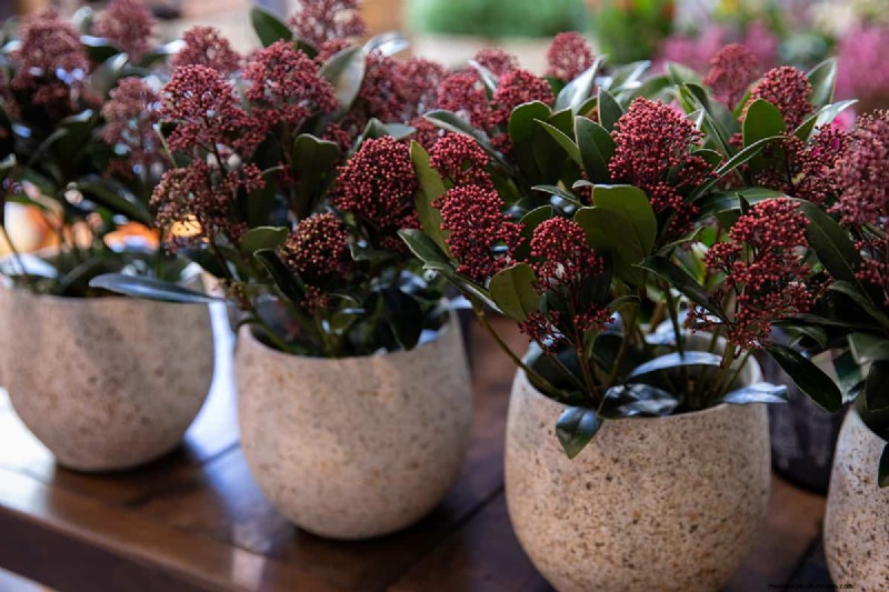 Skimmia Spacing: Optimal Distance for Healthy Growth & Berries