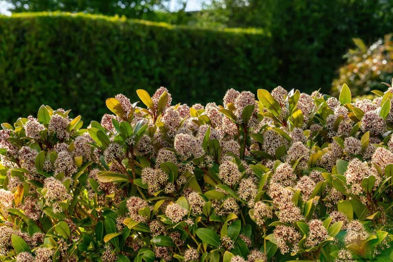 Skimmia Spacing: Optimal Distance for Healthy Growth & Berries