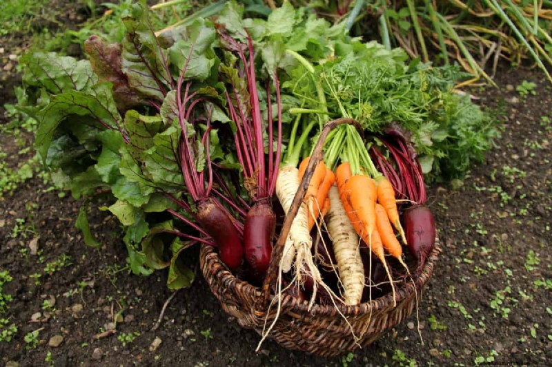 Taproot Planting Guide: Optimal Length & Care