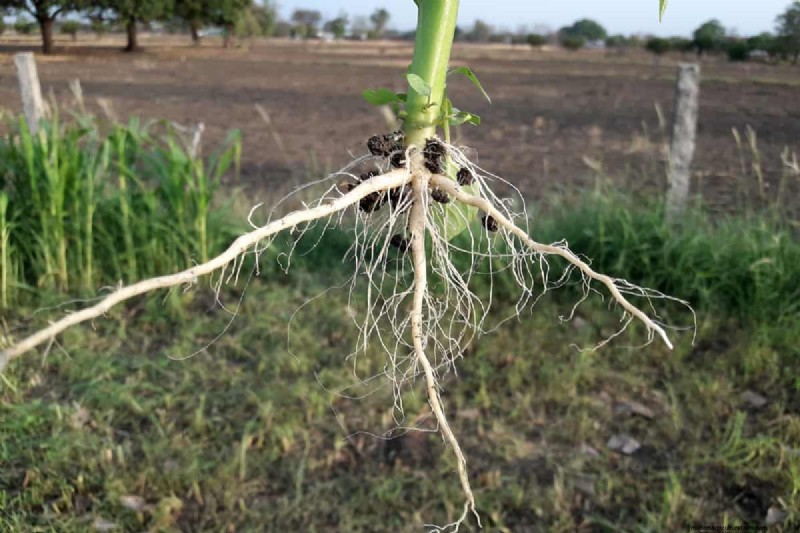 Taproot Planting Guide: Optimal Length & Care