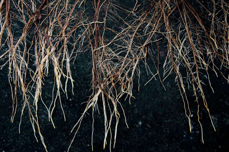 Taproot Planting Guide: Optimal Length & Care
