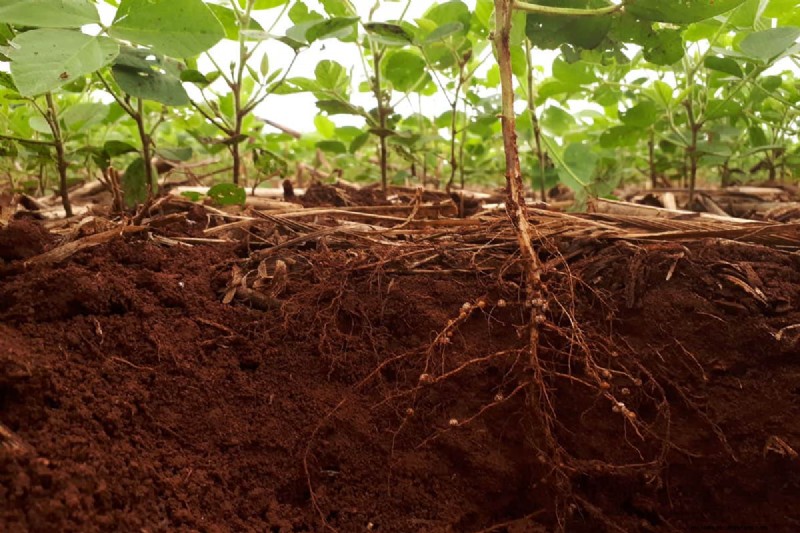 Taproot Planting Guide: Optimal Length & Care