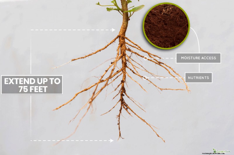 Taproot Planting Guide: Optimal Length & Care