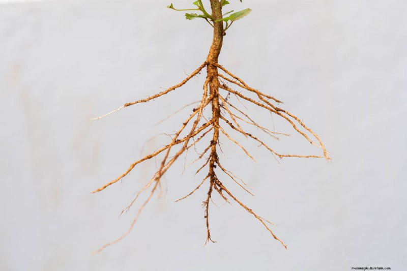 Taproot Planting Guide: Optimal Length & Care