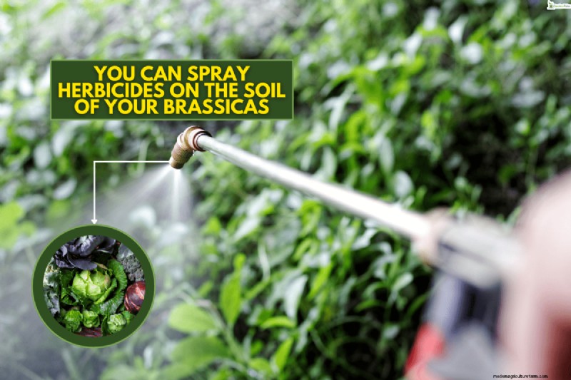 Clethodim vs. Glyphosate for Brassicas: A Comprehensive Guide
