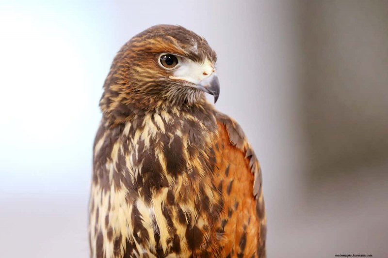 Protecting Pets from Hawks: Do Wind Chimes Really Work?