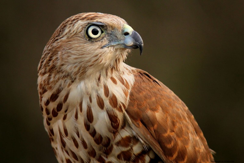 Protecting Pets from Hawks: Do Wind Chimes Really Work?