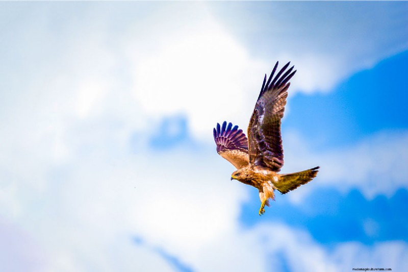 Protecting Pets from Hawks: Do Wind Chimes Really Work?